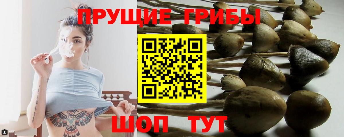 Галлюциногенные грибы Psilocybe Камышин